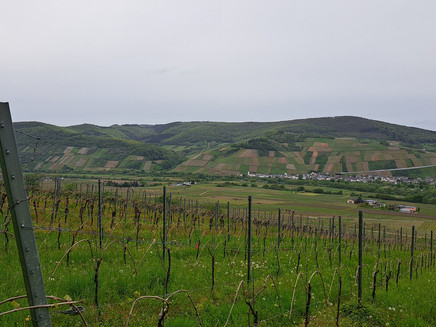 Weinberge oberhalb von Brauneberg